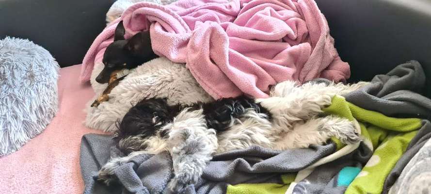 Maltipoo Freunde-Beitrag-Bild