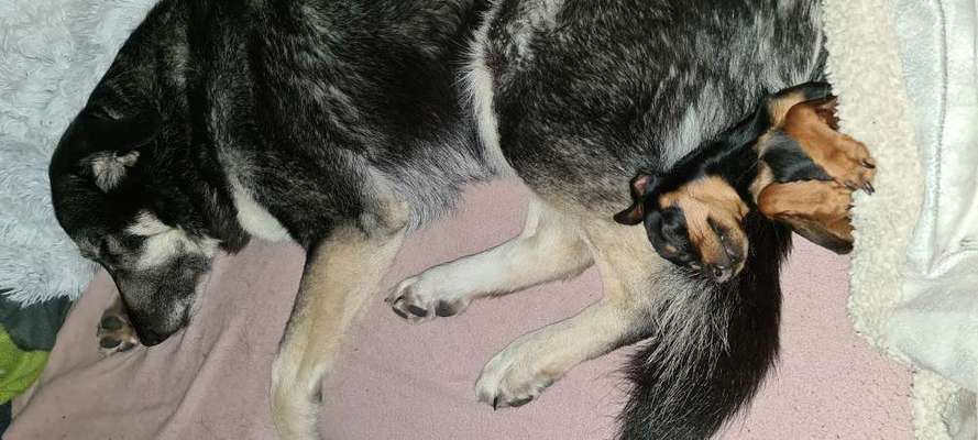 Dogorama Photo Challenge - Die besten Hundebuddys-Beitrag-Bild