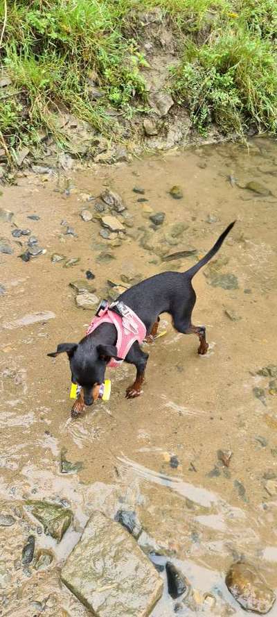 Prager Rattler-Beitrag-Bild