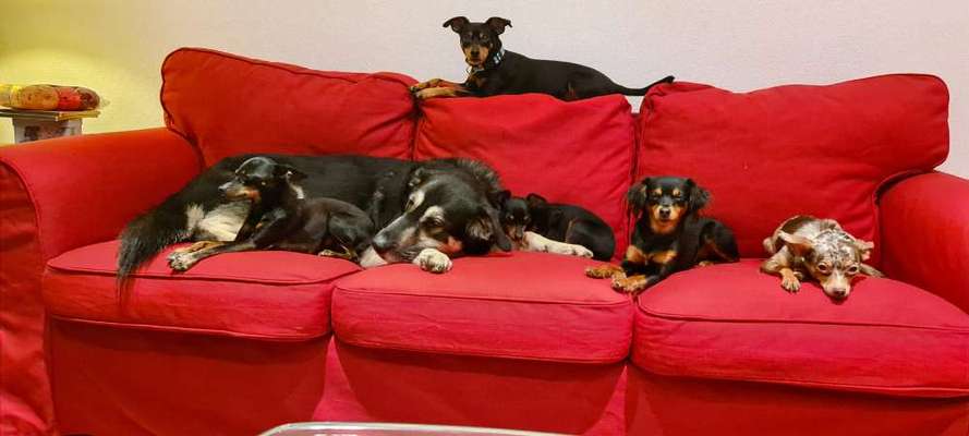 Dogorama Photo Challenge - Die besten Hundebuddys-Beitrag-Bild