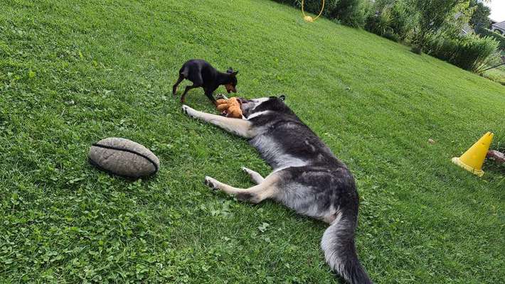 Mischlinge raten - Rätselspaß-Beitrag-Bild