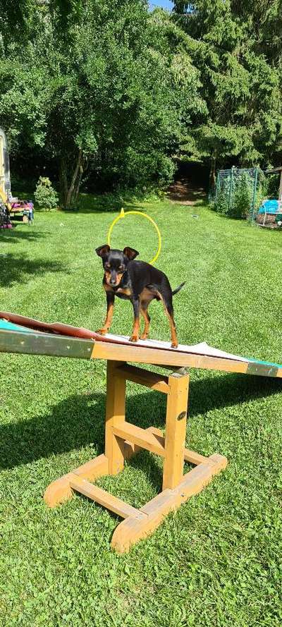 Prager Rattler-Beitrag-Bild