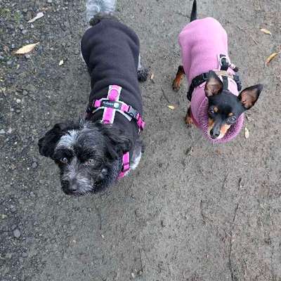 Pullover für kleine Hunde-Beitrag-Bild