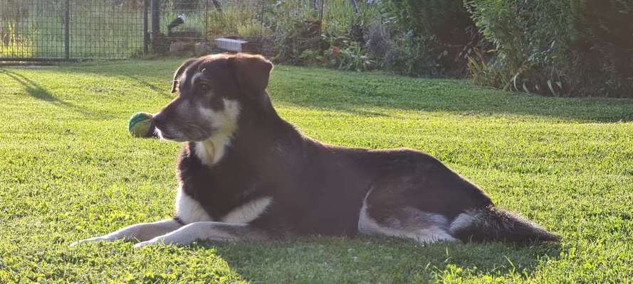 Mischlinge raten - Rätselspaß-Beitrag-Bild