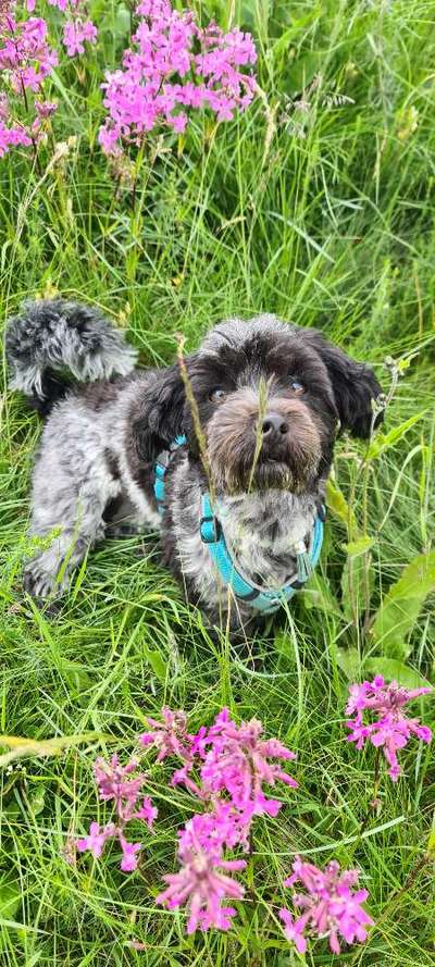 Maltipoo Freunde-Beitrag-Bild