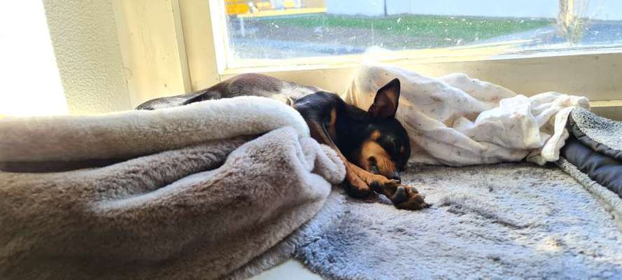 Prager Rattler-Beitrag-Bild