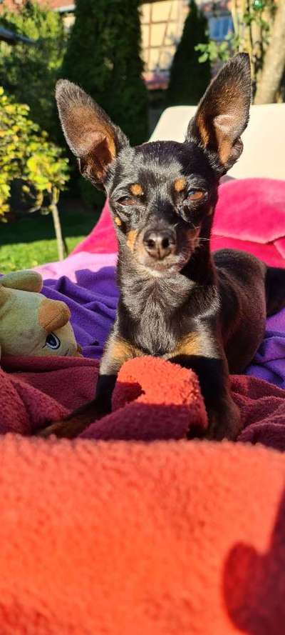 Prager Rattler-Beitrag-Bild