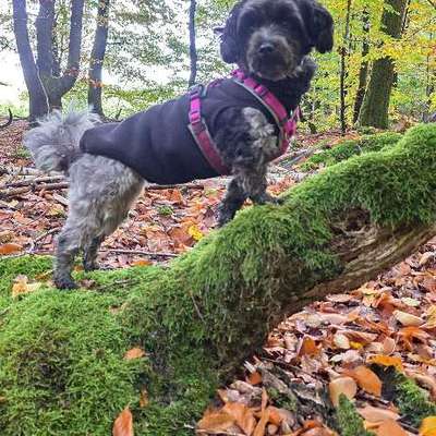 Pullover für kleine Hunde-Beitrag-Bild