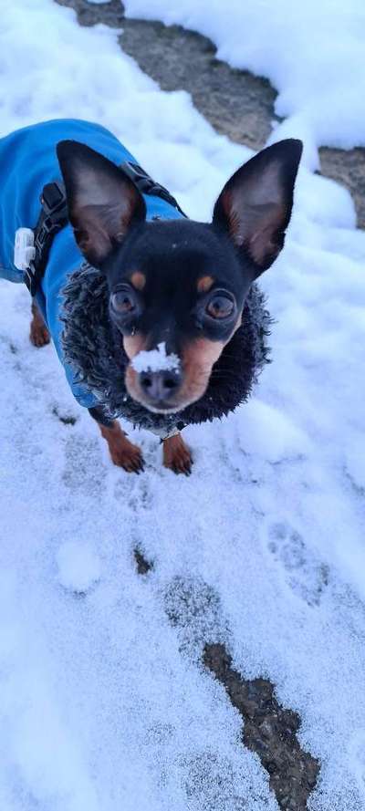 Prager Rattler-Beitrag-Bild