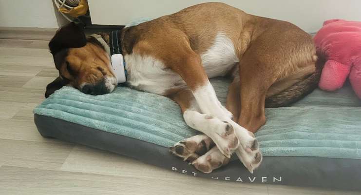 Hundebetreuung, Dogsitting in BAYERN-Beitrag-Bild