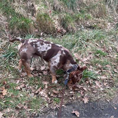 Hundetreffen-Spiele und rassi runde-Bild