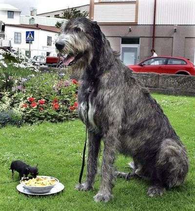 Hunderunde-Beitrag-Bild