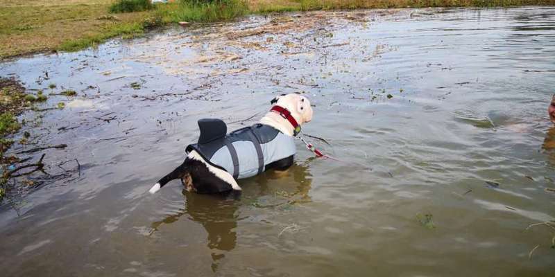 Hundetreffen-Spiel / gasie /-Bild