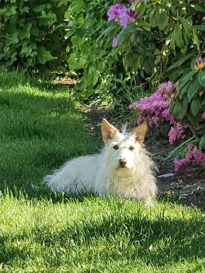 Mischlingshunde Foto Aufruf-Beitrag-Bild