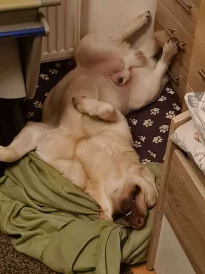 Zeigt mir die lustigsten Schlafpositionen eurer Fellnasen-Beitrag-Bild