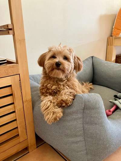 Ausbildung zum Therapiehund-Beitrag-Bild