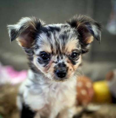 Die Dogorama Kalender Challenge Titelbild-Beitrag-Bild