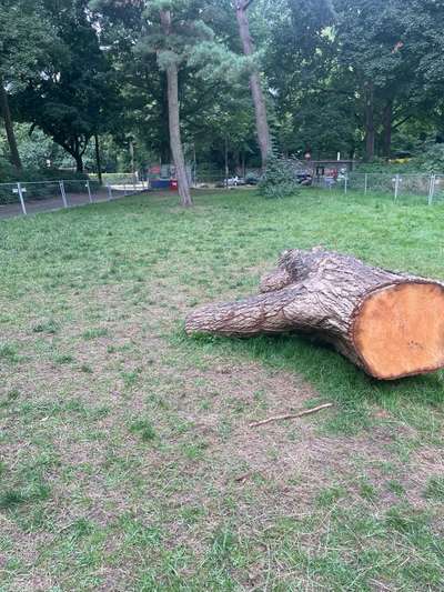 Hundeauslaufgebiet-Am Elisabethgehölz-Bild