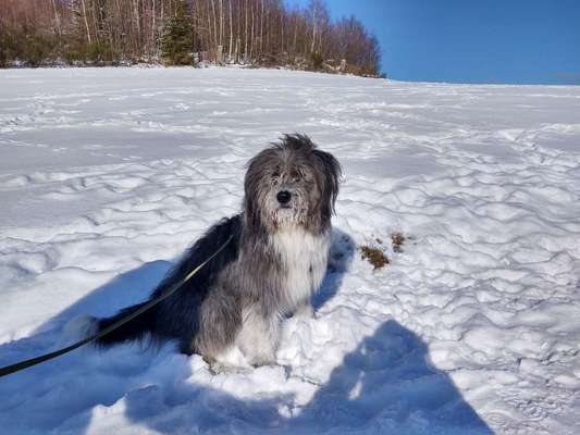 Die Dogorama Kalender Challenge Teil 2/4-Beitrag-Bild