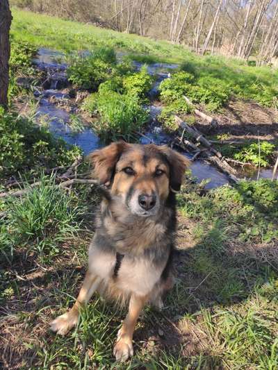 Hunde aus dem Tierschutz: Bulgarien-Beitrag-Bild