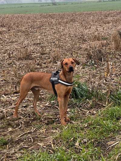 Rhodesian Ridgeback-Beitrag-Bild