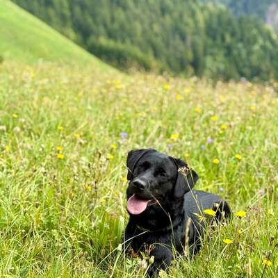 Hundetreffen-Social Walk/Spaziergänge zum Üben-Bild