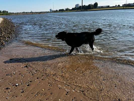 Auslandstierschutz-Beitrag-Bild