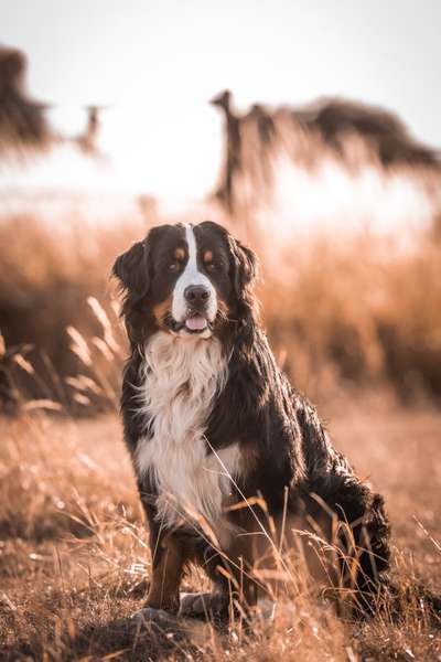 Hundetreffen-Gassirunden-Bild