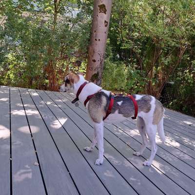 Hundetreffen-Hundespiel auf dem Spielplatz in Unterföhring-Profilbild