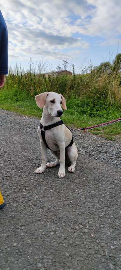 Hunde aus dem Tierschutz: Bulgarien-Beitrag-Bild