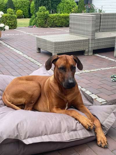 Rhodesian Ridgeback-Beitrag-Bild