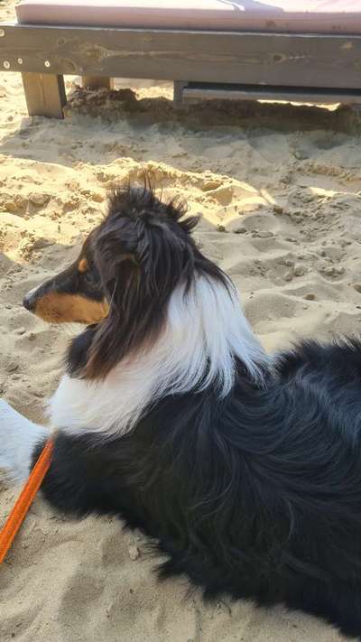 eure Spitznamen für die Vierbeiner-Beitrag-Bild