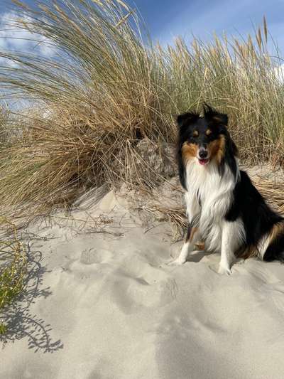 Shelties-Beitrag-Bild