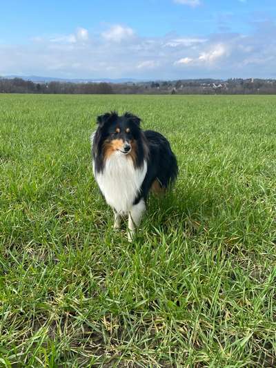 Hundesport?-Beitrag-Bild