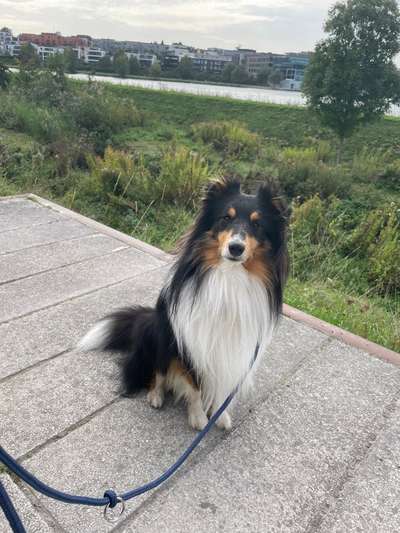 Shelties und Magenprobleme-Beitrag-Bild