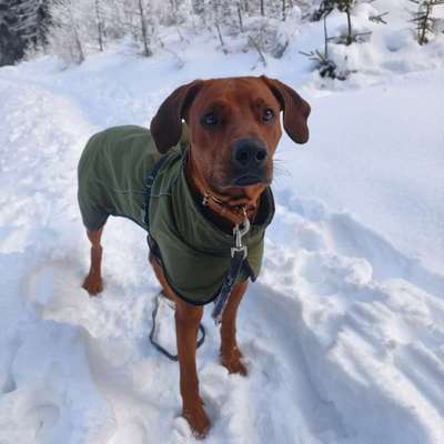Hundetreffen-Hundebegegnungen / Social Walks-Profilbild