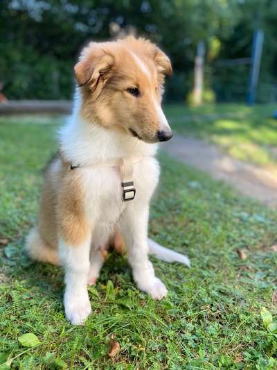 Collies -wo seid ihr?-Beitrag-Bild