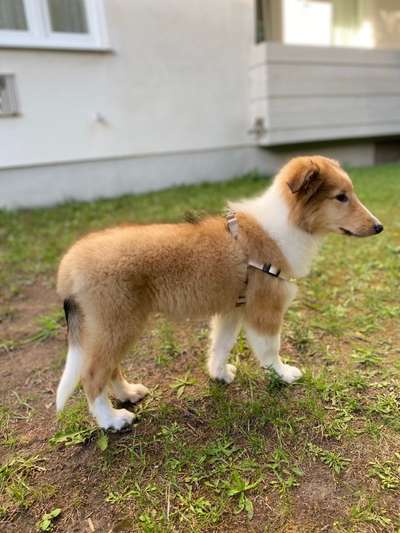 Hundetreffen-Welpen-Treff/ Spielrunde mit Collie Welpe Finn (12 Wochen alt)-Bild