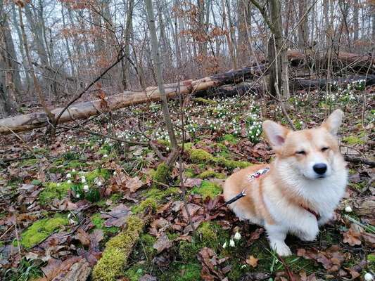 Challenge 23 : "  Euer Hund beim Frühlingserwachen "-Beitrag-Bild