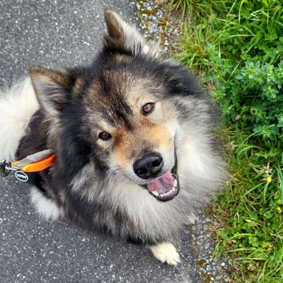 Hundetreffen-Gemeinsamer Spaziergang-Bild