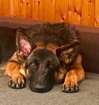 Alles rund um den Schäferhund, diskutieren erwünscht.-Beitrag-Bild