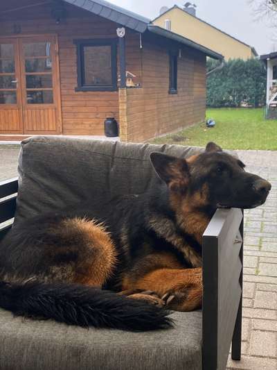 Alles rund um den Schäferhund, diskutieren erwünscht.-Beitrag-Bild