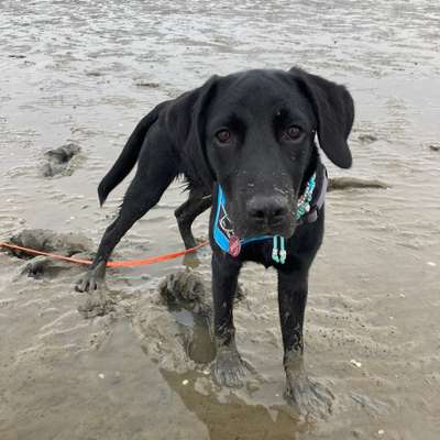 Hundetreffen-Spazieren-Bild