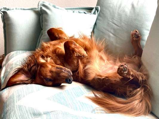 Dogorama Photo Challenge - Frühjahrsmüdigkeit-Beitrag-Bild