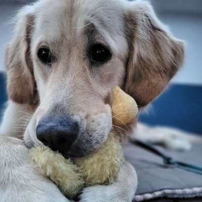 Hundetreffen-Spielkameraden für Merlin-Bild