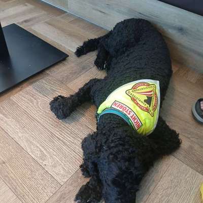 Gehören Hunde ins Restaurant?-Beitrag-Bild