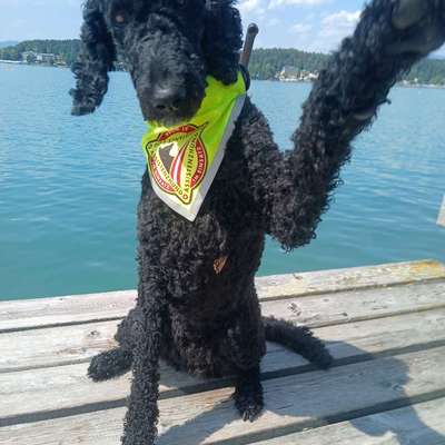 Assistenzhunde in der Öffentlichkeit-Beitrag-Bild