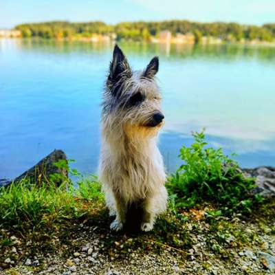 Terrier-Beitrag-Bild