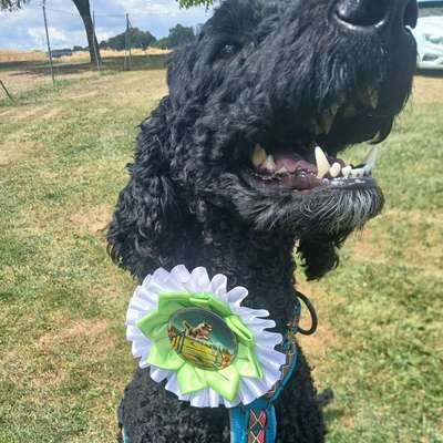 Hundeschule SVÖ Steyr-Gleink in Steyr  – Dogorama