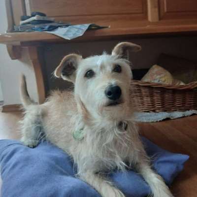 Euer ältester Hund ?-Beitrag-Bild